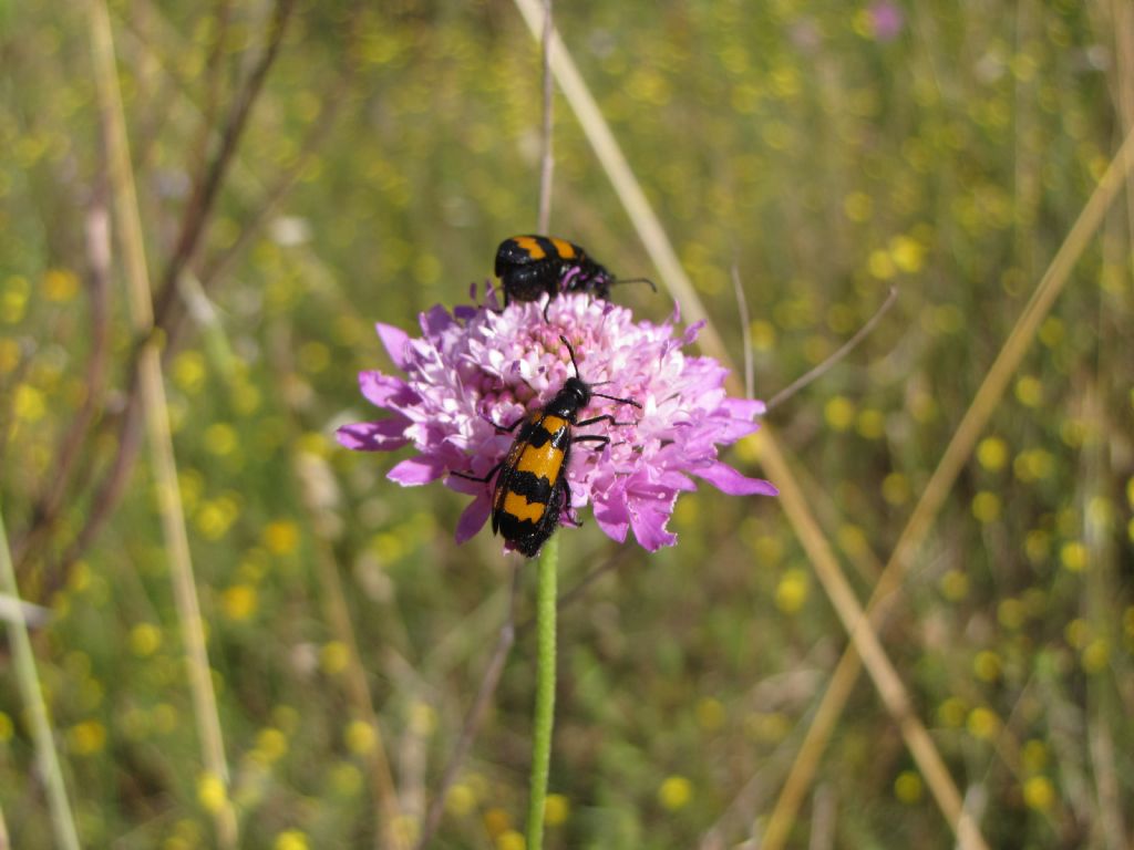 Meloidae: Mylabris variabilis